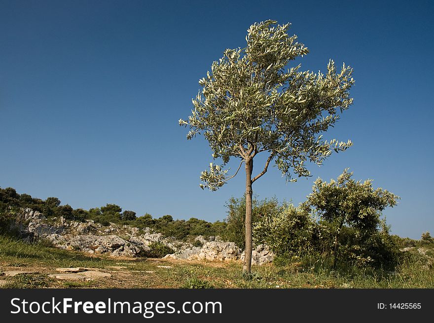 Olive tree in mediterranean country, Greece or Italy