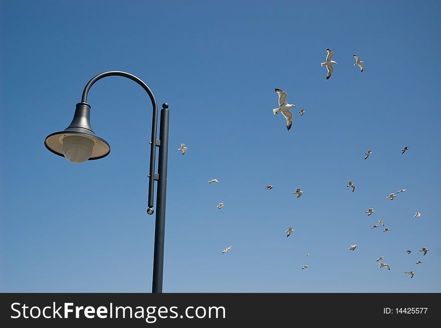 Street lamp and seagulls