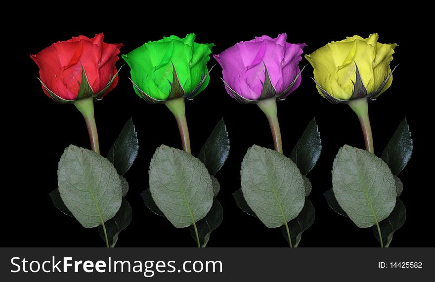 Multi-colored roses isolated on black background with the stem below. Multi-colored roses isolated on black background with the stem below.