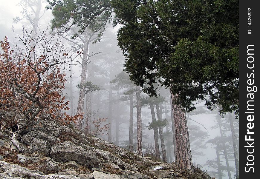 Pines in fog in mountains