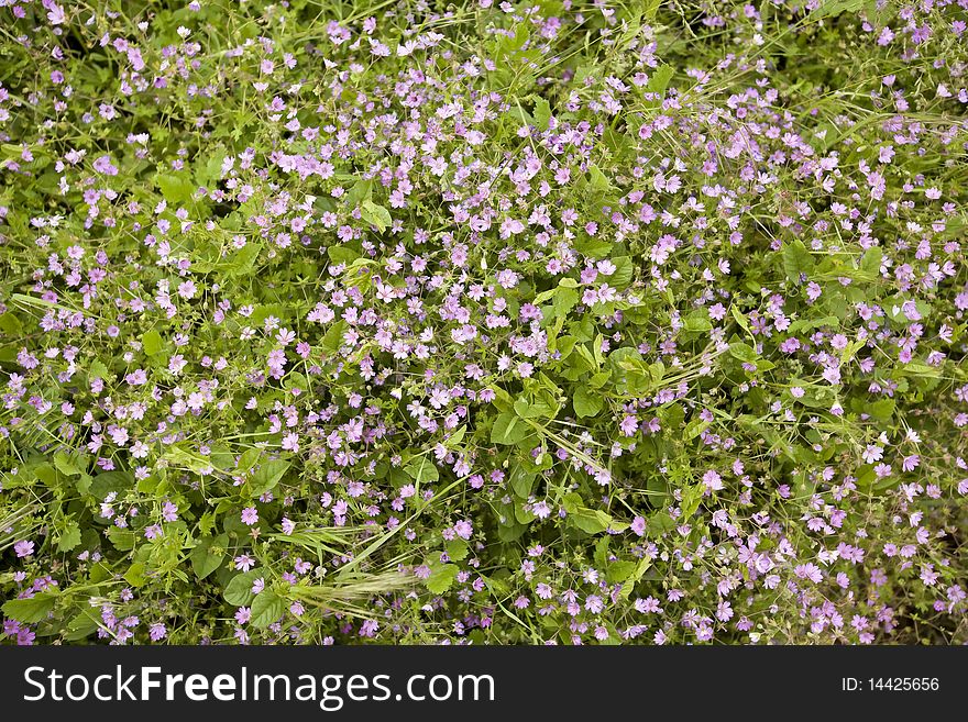 Wild purple flowers in a meadow