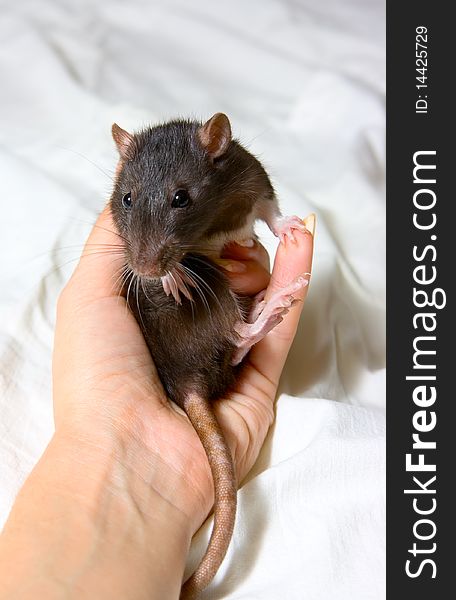 Small Rat isolated on white