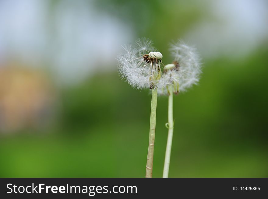 Dandelion clocks