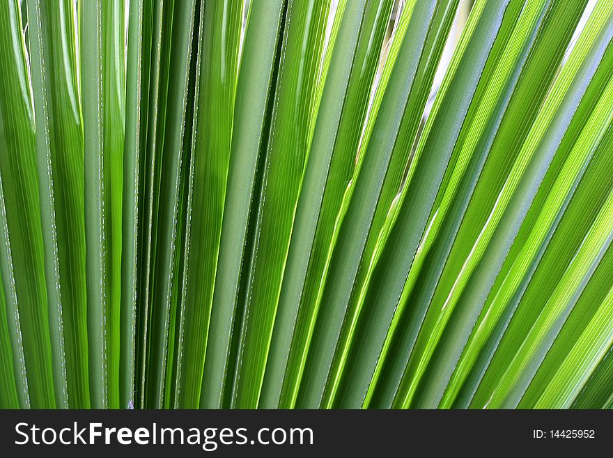 As a background - a green branch of a palm tree. As a background - a green branch of a palm tree.