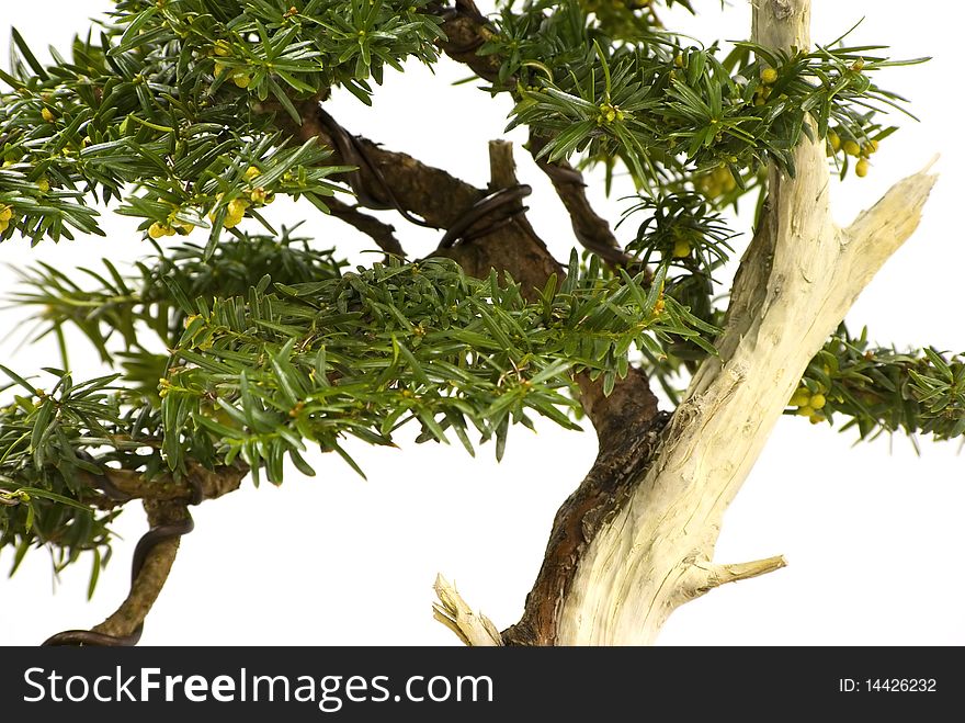 Bonsai Detail