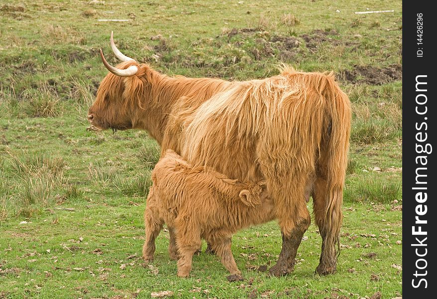 An image of a Scottish Highland cow with a calf at foot suckling. An image of a Scottish Highland cow with a calf at foot suckling.