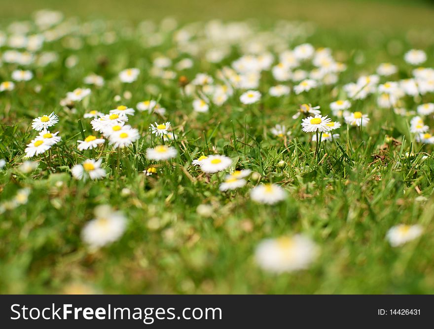 A pretty grass field of daisies, taken with shallow depth of field