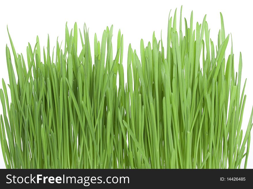 Green Grass