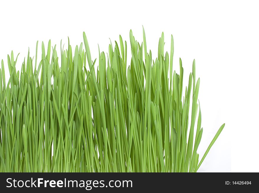 Background. Green grass isolated on white background