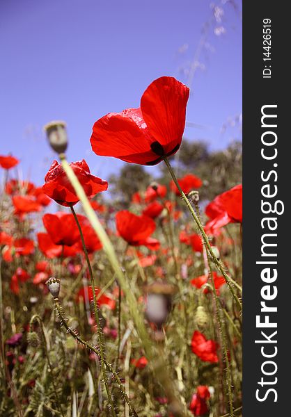 A field of poppies from Alcala de Henares, Spain. A field of poppies from Alcala de Henares, Spain