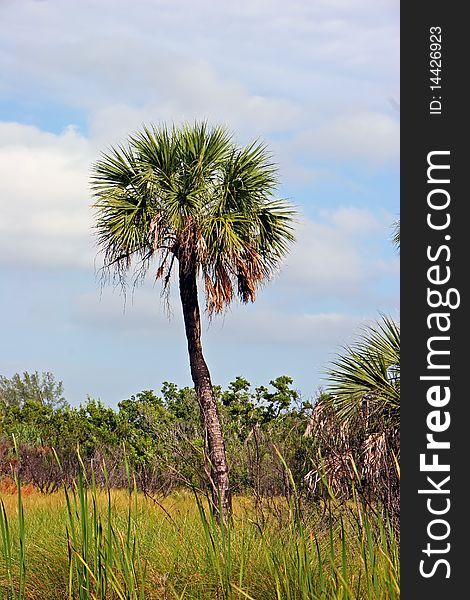 Palm Tree Landscape Ding Darling Wildlife Refuge Sanibel Florida