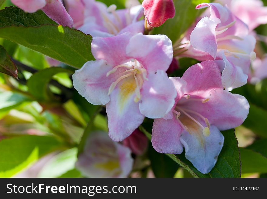 Close up of beautiful blooming peach tree