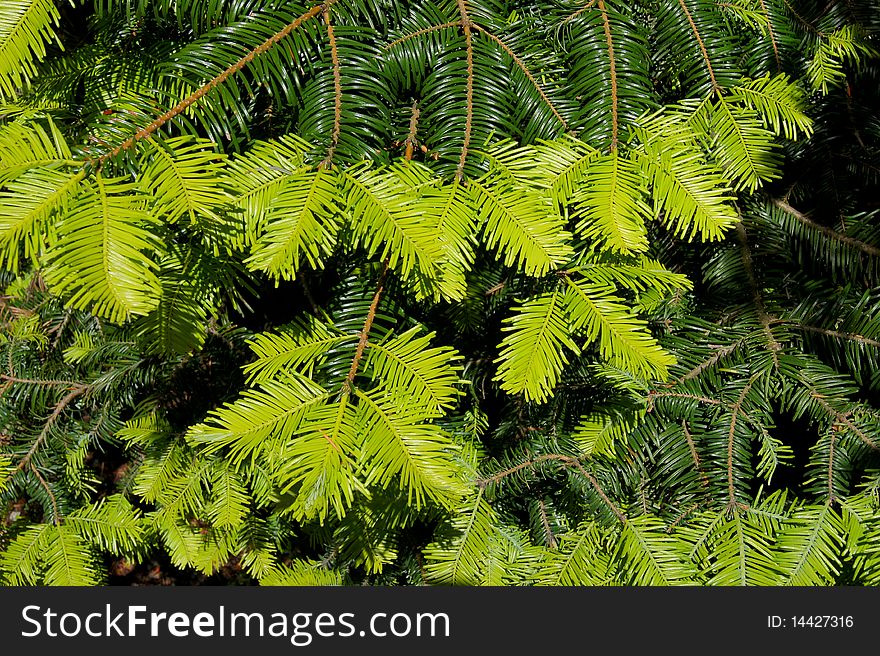 Branches of pine tree showing old and new needles, dark and light green