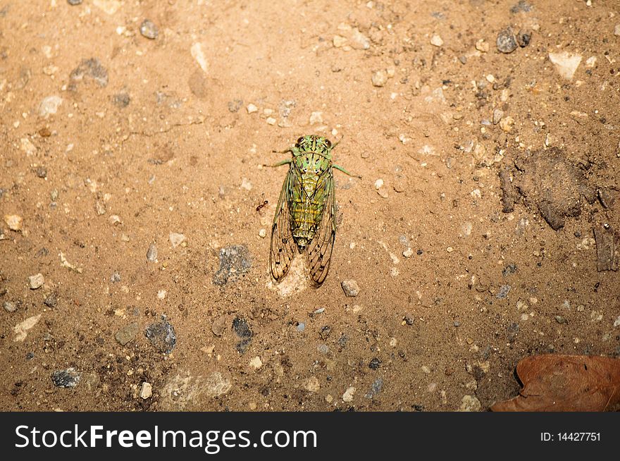 Ant waits for Green Cicada to die