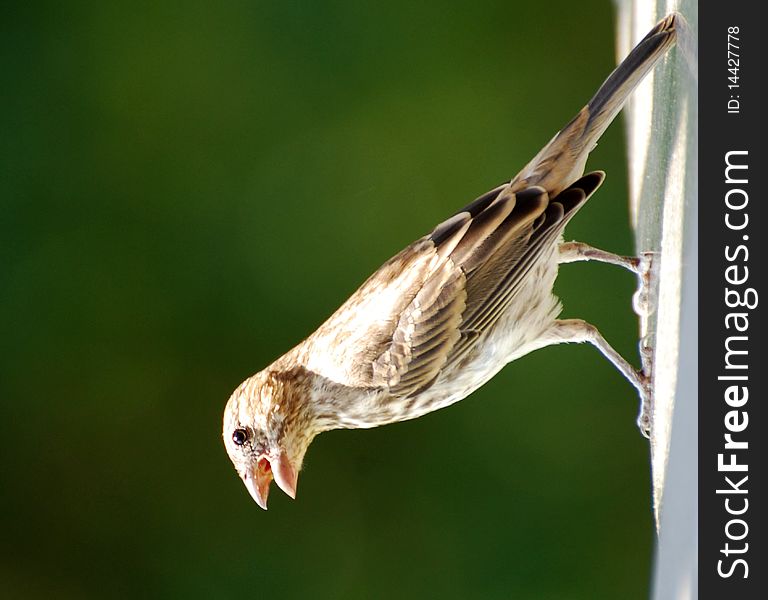 Sparrow on deck railing singing