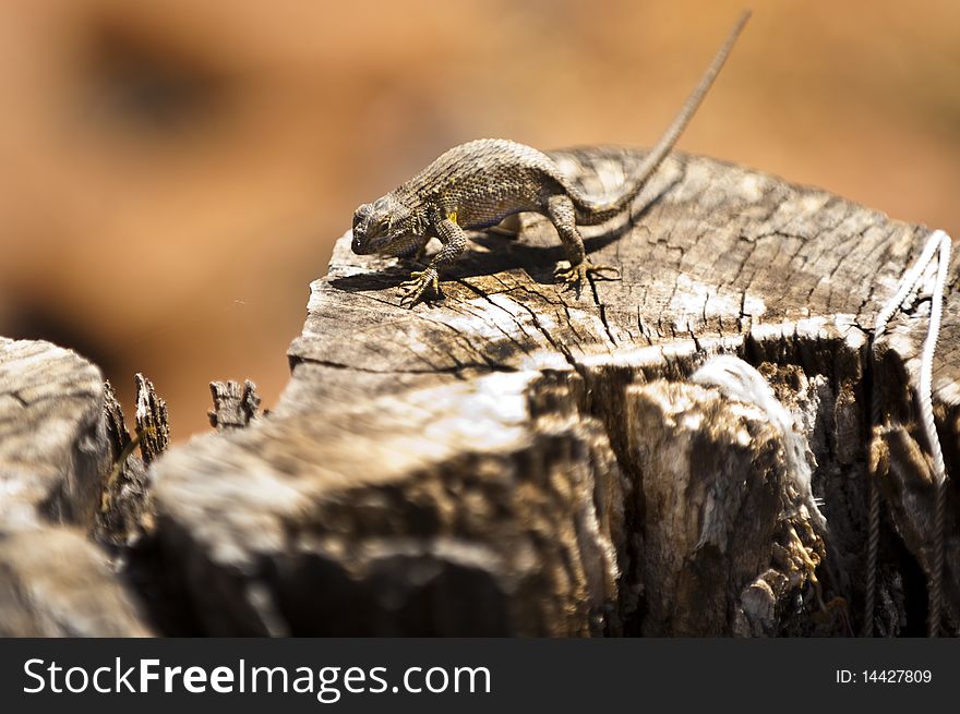 A lizard humps its back atop a log in the California sun. A lizard humps its back atop a log in the California sun