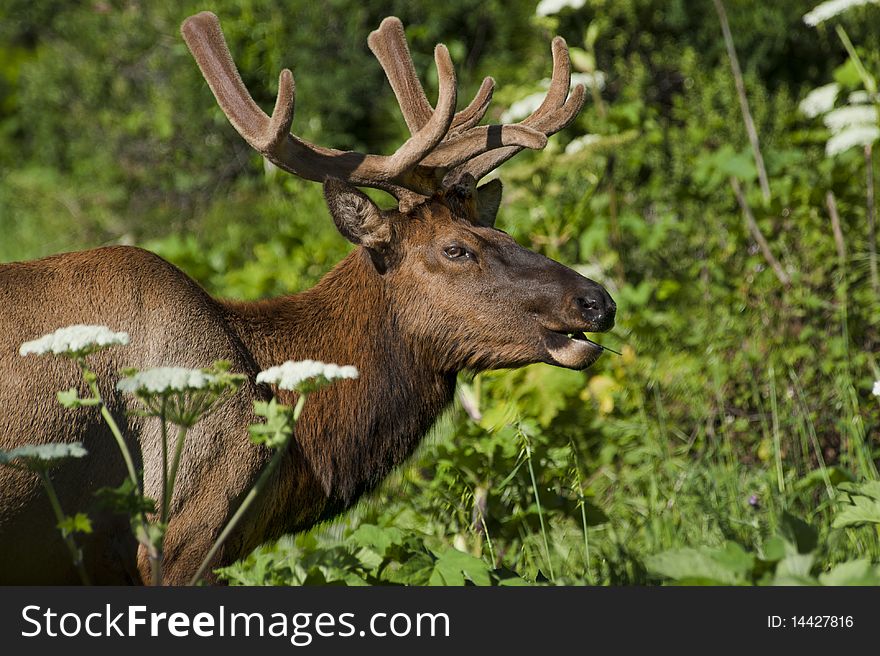 An elk munches on foliage in the foothills of the King's Range in northern California. An elk munches on foliage in the foothills of the King's Range in northern California.