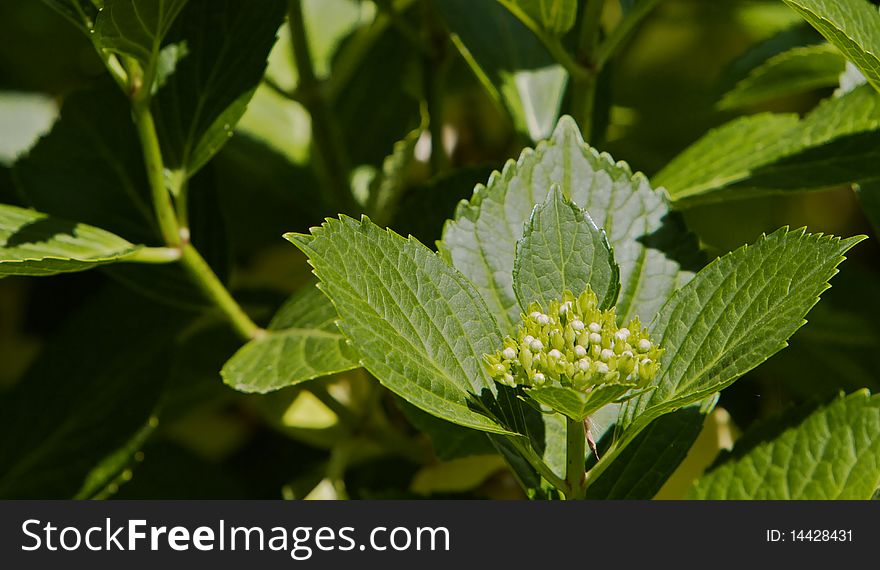 Un-bloomed Hydrangea flower in amongst lots of other plants. Un-bloomed Hydrangea flower in amongst lots of other plants