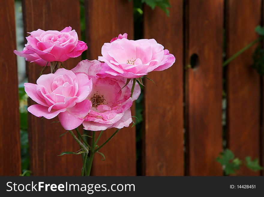 Four white pink roses against soft focus red fence. Four white pink roses against soft focus red fence