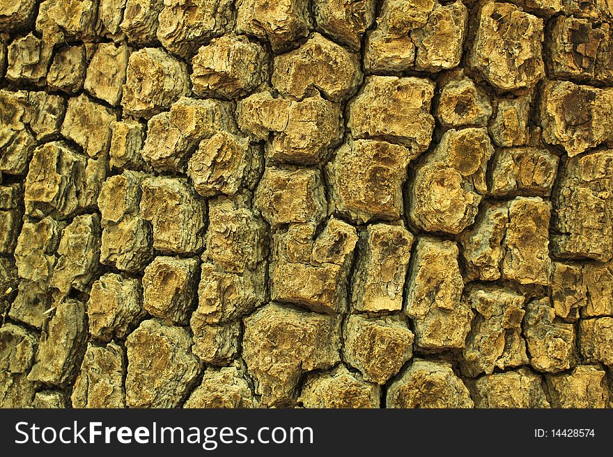 Bark of big tree