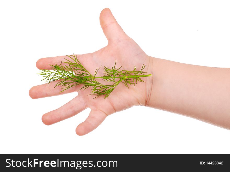 The children's hand holds a green dill isolated