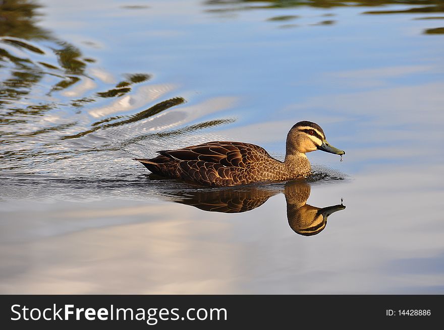 Peace and Stillness - swimming duck