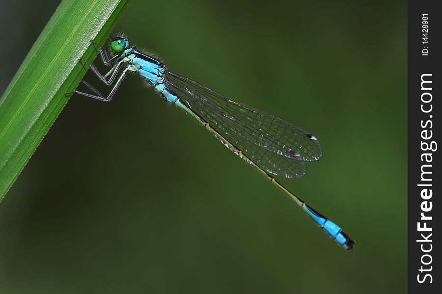 Dragonfly on a green grass close up