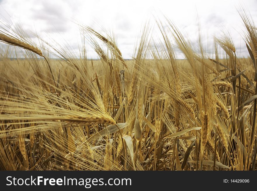 Stalks of ripe golden wheat. Stalks of ripe golden wheat