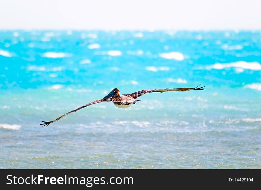 The image of hunting pelican