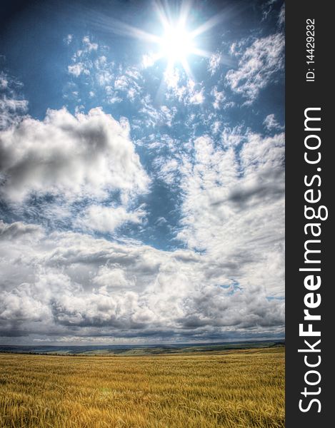 Wheaten field under the dark blue cloudy sky