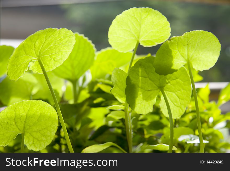 The green leaf under sunshine. The green leaf under sunshine