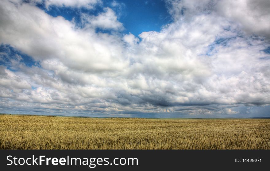 Wheaten field under the dark blue cloudy sky