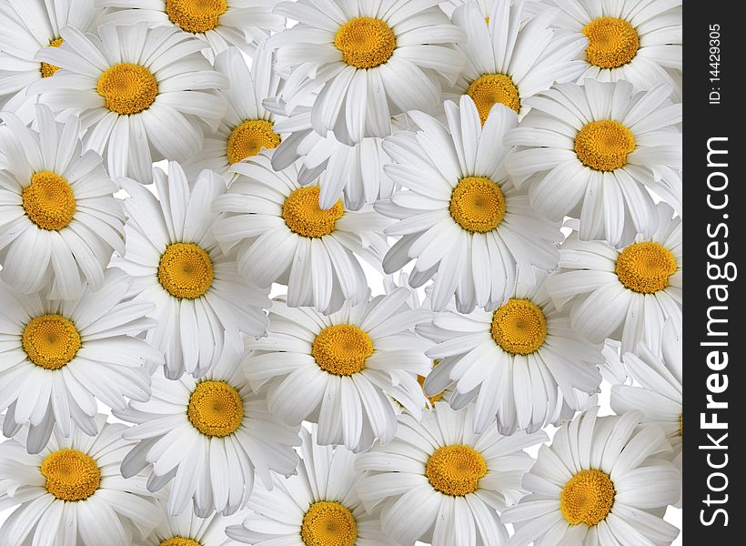 Summer background, daisies beautiful white