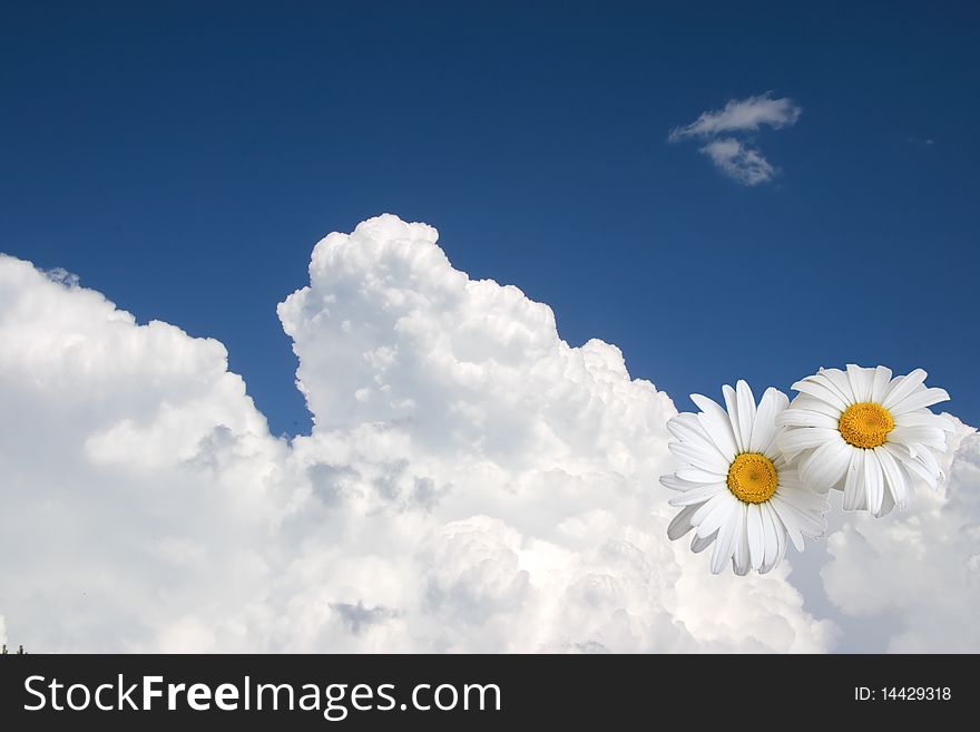 Floral Sky Background, White Clouds