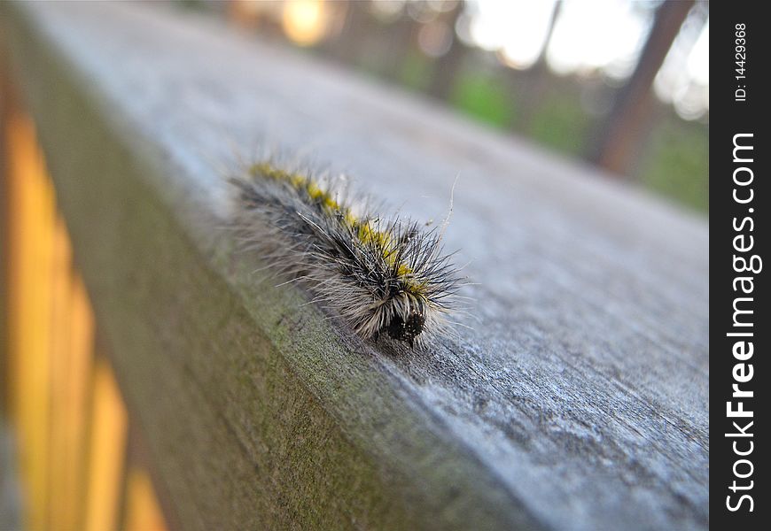 A caterpillar traveling on a wooden rail