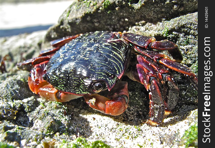 Sunbath Crab