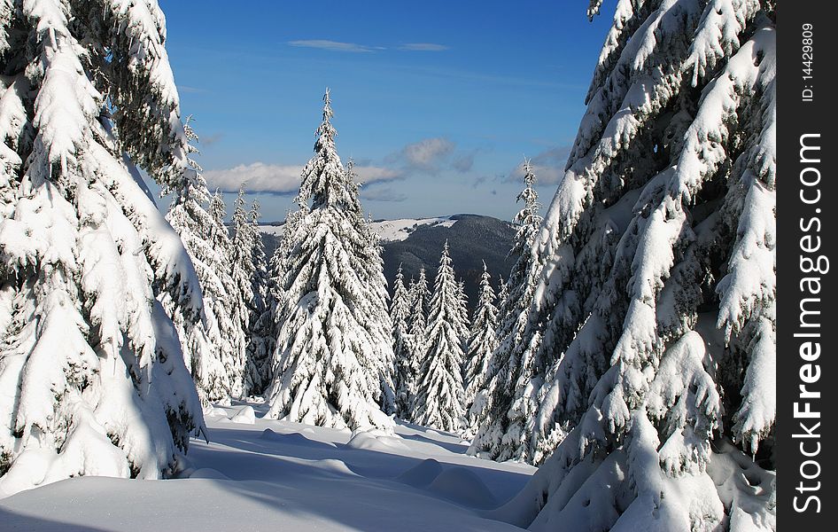 High fur-trees under snow in a mountain landscape. High fur-trees under snow in a mountain landscape.