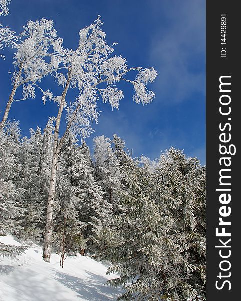 A winter slope with white trees against the dark blue sky. A winter slope with white trees against the dark blue sky.