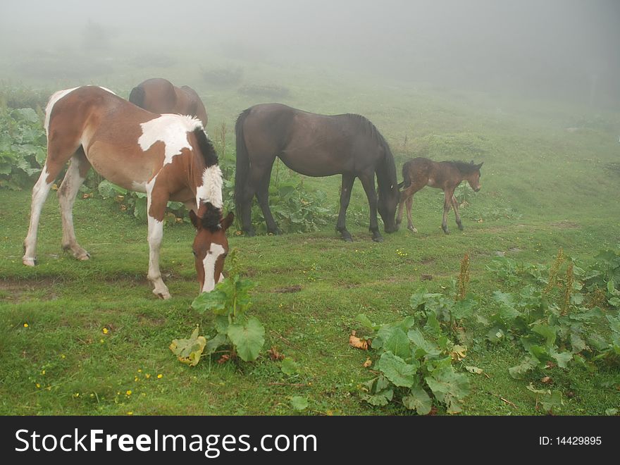 Horses In A Fog