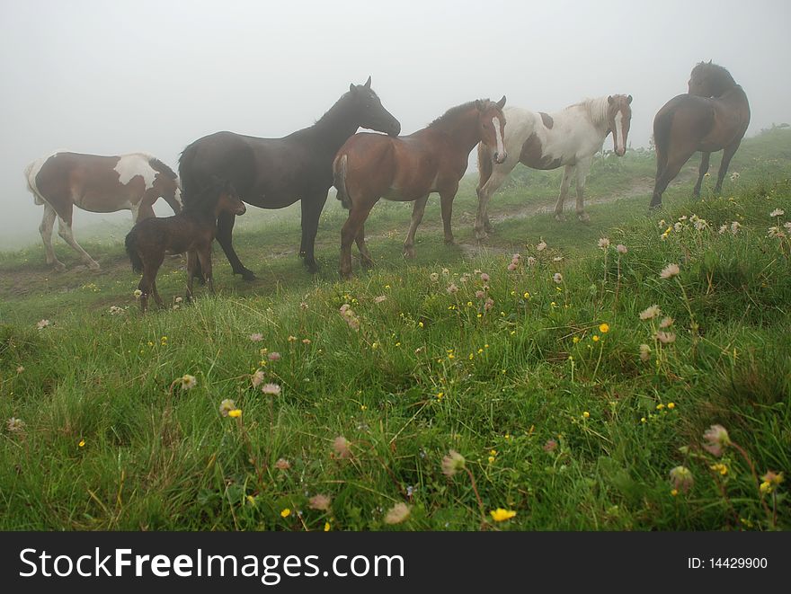 Horses In A Fog