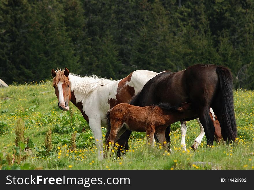 Horses On A Hillside