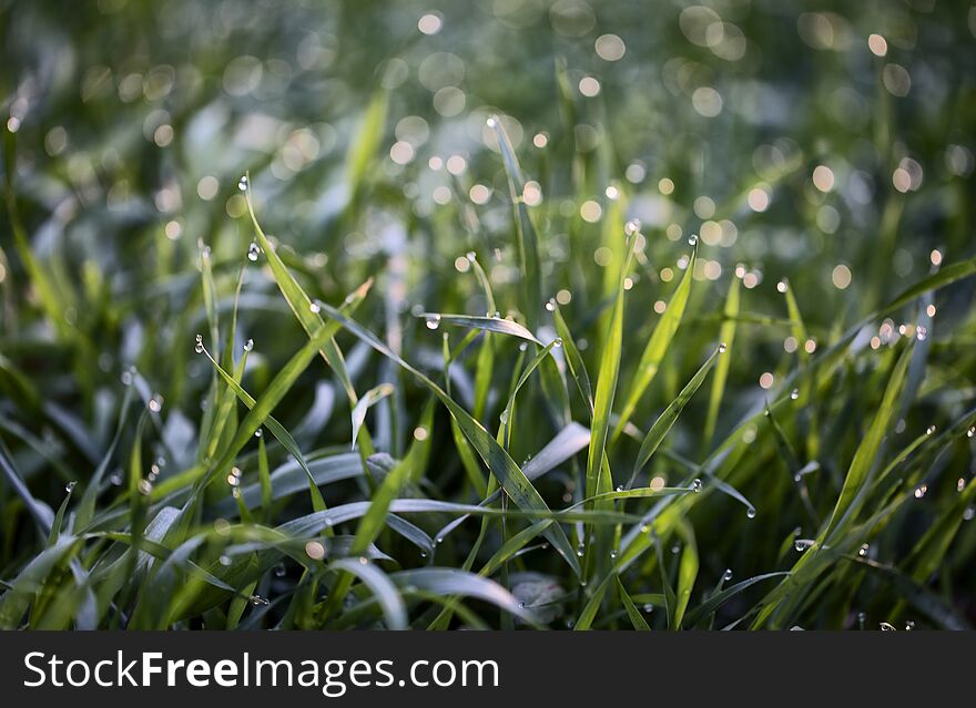 Spring background with young, green leaves. Spring background with young, green leaves.