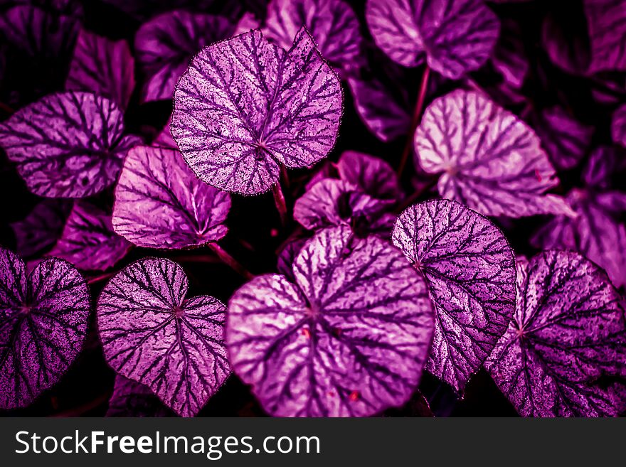 Pink and Purple Border  Leaves heart shape dark background