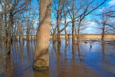 Flood In Wood Royalty Free Stock Photo Flood In Wood Royalty Free Stock Photo