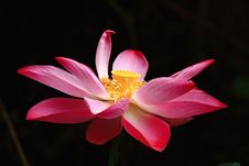 Lotus Stock Images Lotus Stock Images