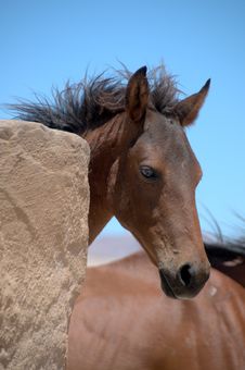 Foal Of A Wild Horse Stock Photography Foal Of A Wild Horse Stock Photography