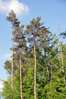 Large Pine Trees Stock Photo