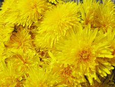 Bouquet Of Field Dandelion Flowers Royalty Free Stock Photos Bouquet Of Field Dandelion Flowers Royalty Free Stock Photos