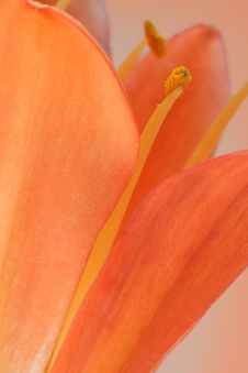 Detail Of Petal And Stamen Royalty Free Stock Photos Detail Of Petal And Stamen Royalty Free Stock Photos