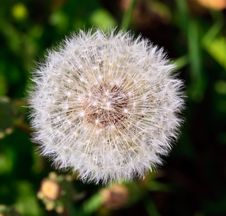 Dandelion Royalty Free Stock Image Dandelion Royalty Free Stock Image